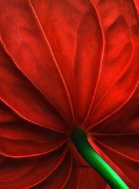 красный цветок - цветы - оригинал