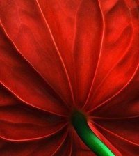 Схема вышивки «красный цветок»