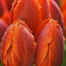 красные тюльпаны в росе