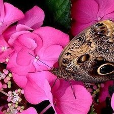 Схема вышивки «бабочка на  цветке»