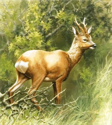 №664759 - природа, животные, пейзаж - оригинал