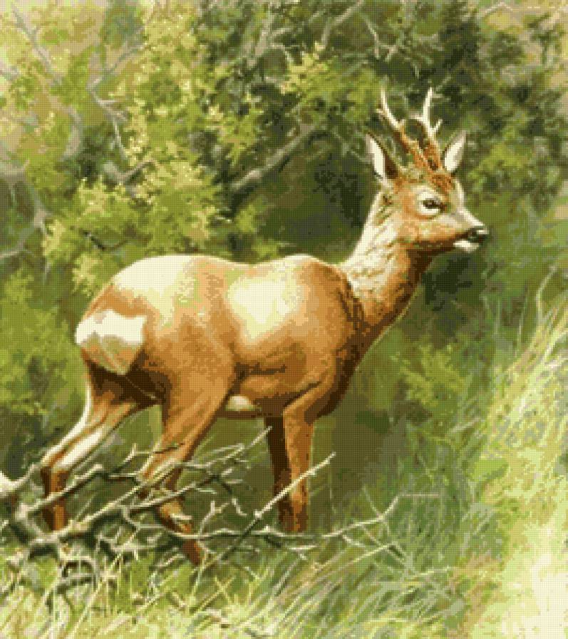 №664759 - животные, природа, пейзаж - предпросмотр