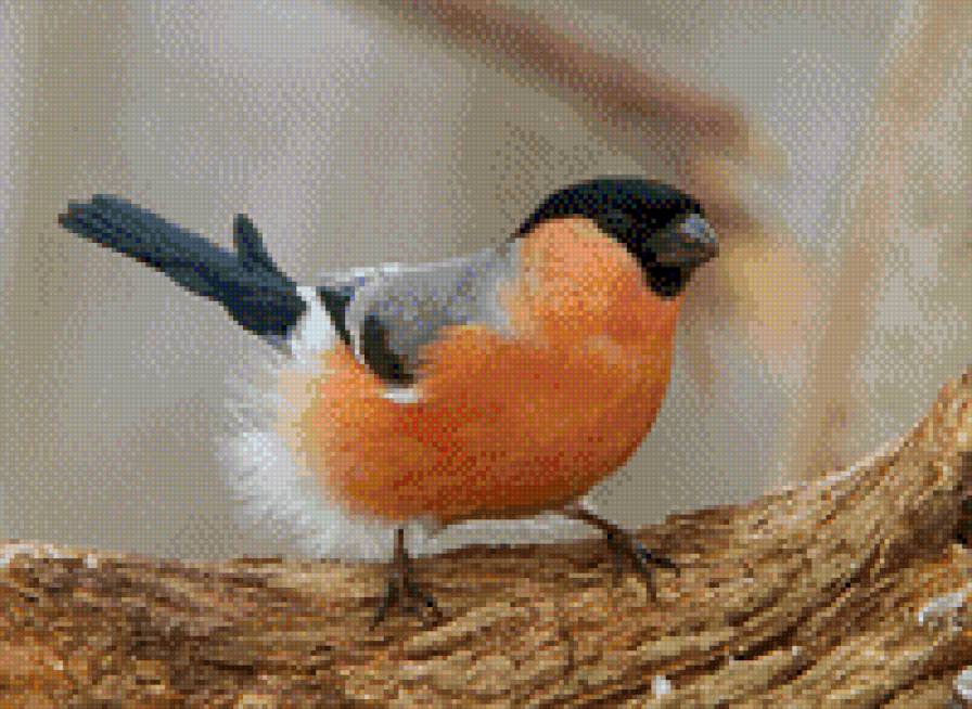 снегирь - снегирь, природа, птица - предпросмотр