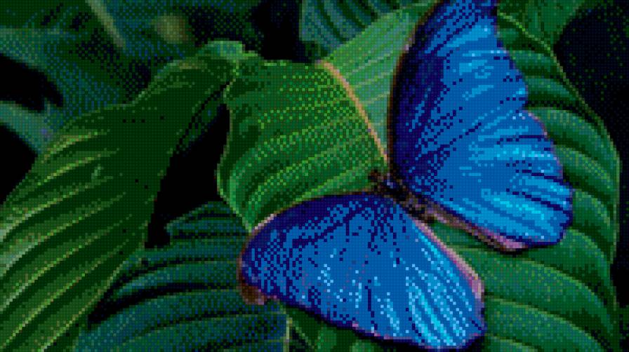 бабочка - предпросмотр