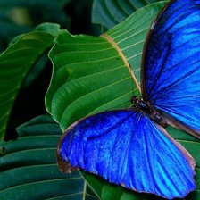 Схема вышивки «бабочка»