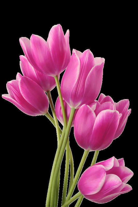 Тюльпаны - букет, цветы, тюльпаны - оригинал