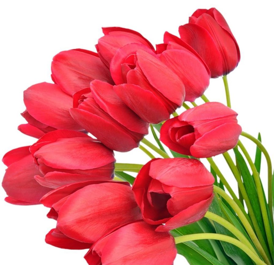 Тюльпаны - тюльпаны, букет, цветы - оригинал