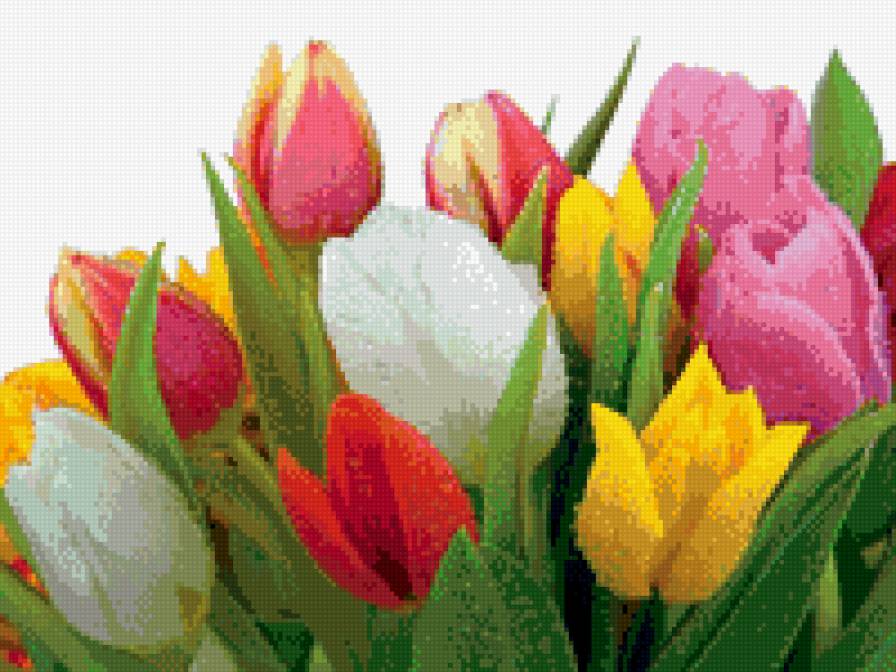 Тюльпаны - тюльпаны, букет, цветы - предпросмотр