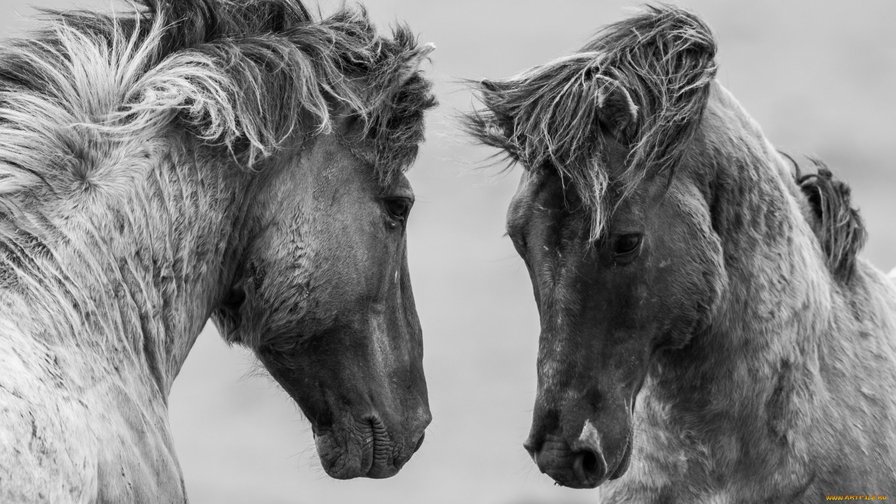 Лошади - животные, лошади - оригинал