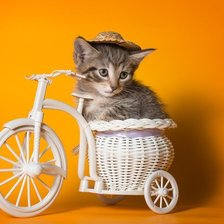 Оригинал схемы вышивки «Котенок на велосипеде» (№665109)