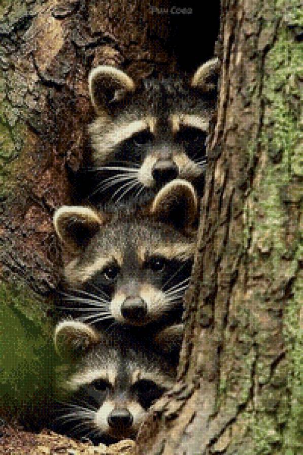 Енотики - природа, животные, енот - предпросмотр