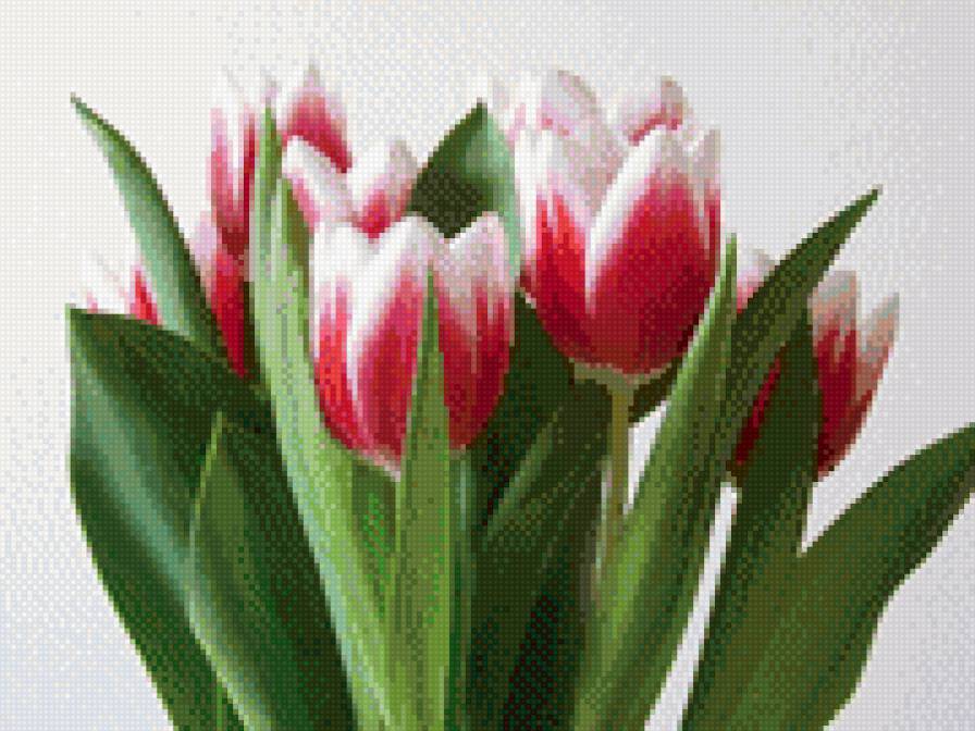 Тюльпаны - букет, тюльпаны, цветы - предпросмотр