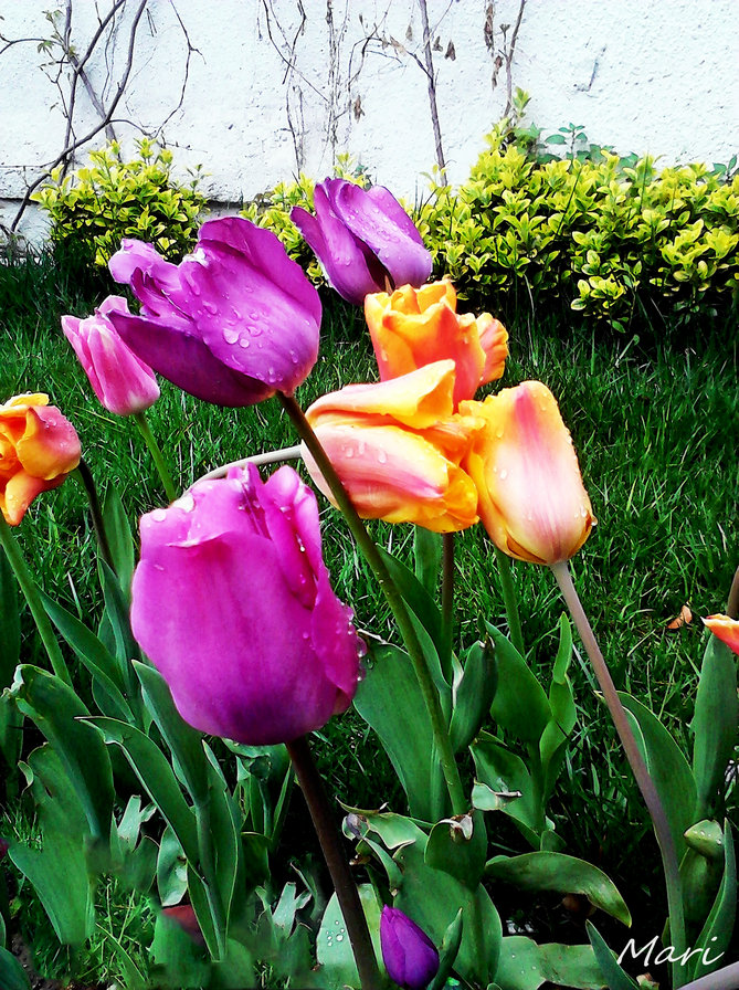 Тюльпаны - цветы, тюльпаны, весна - оригинал