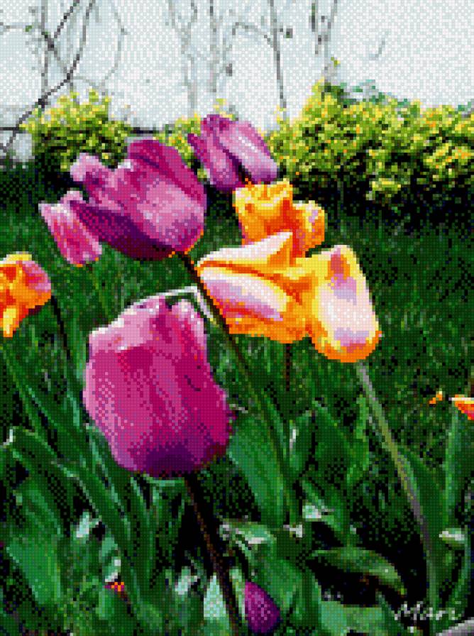 Тюльпаны - цветы, тюльпаны, весна - предпросмотр