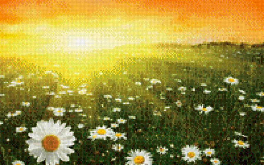 Ромашковое поле - лето, ромашки, поле, природа, солнце - предпросмотр