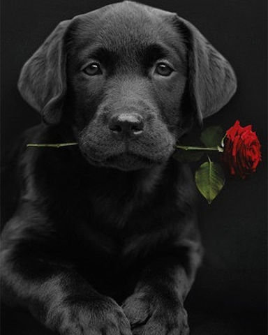 преданность - животные - оригинал