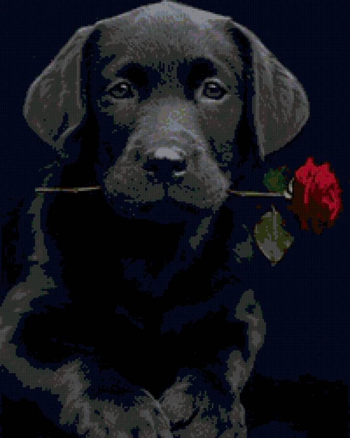 преданность - животные - предпросмотр