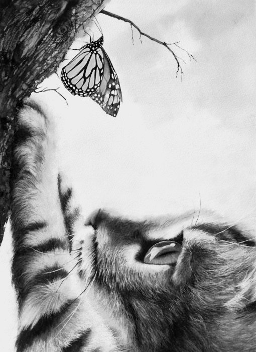 Котенок - котенок, бабочка, кот, природа - оригинал