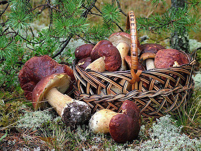 Корзинка грибов - лес, осень, грибы, природа - оригинал