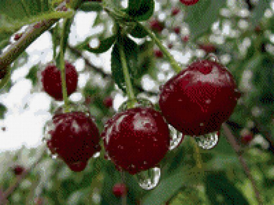 чкрешня - предпросмотр