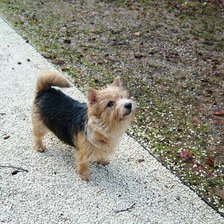 Схема вышивки «Мелиса»