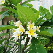 Схема вышивки «Городские цветы»