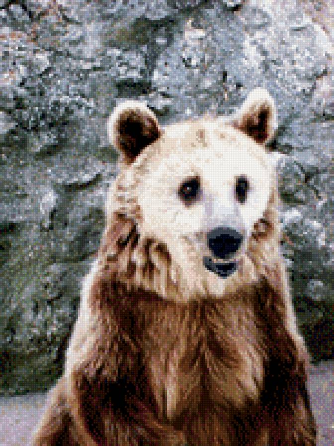 Бурый Мишка - предпросмотр