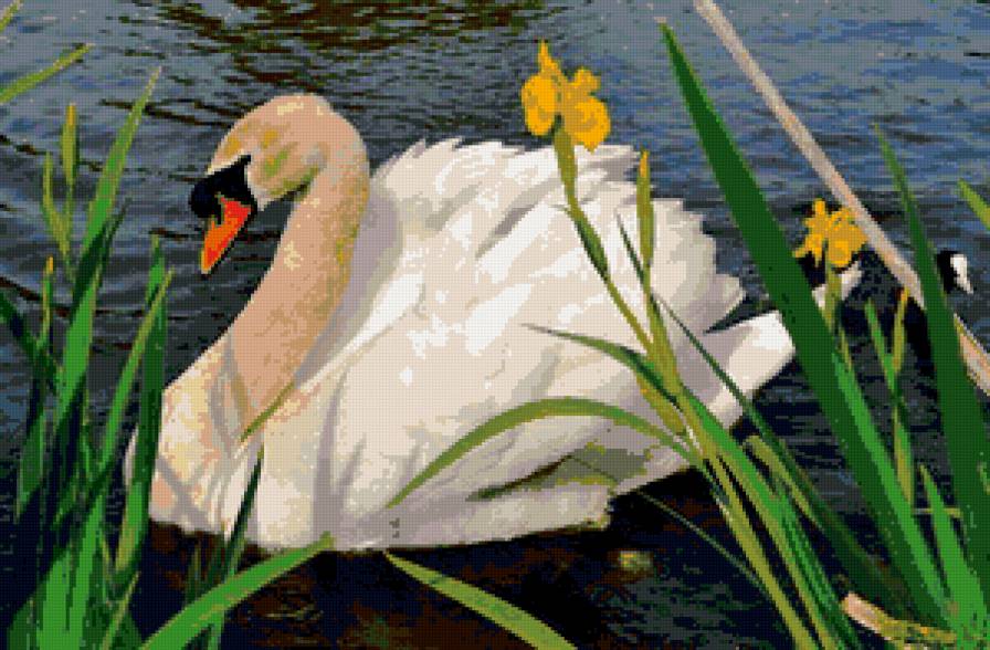 белый лебедь - пейзаж, птицы, природа, лебеди - предпросмотр