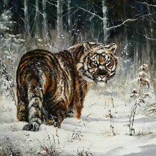 сибирский тигр