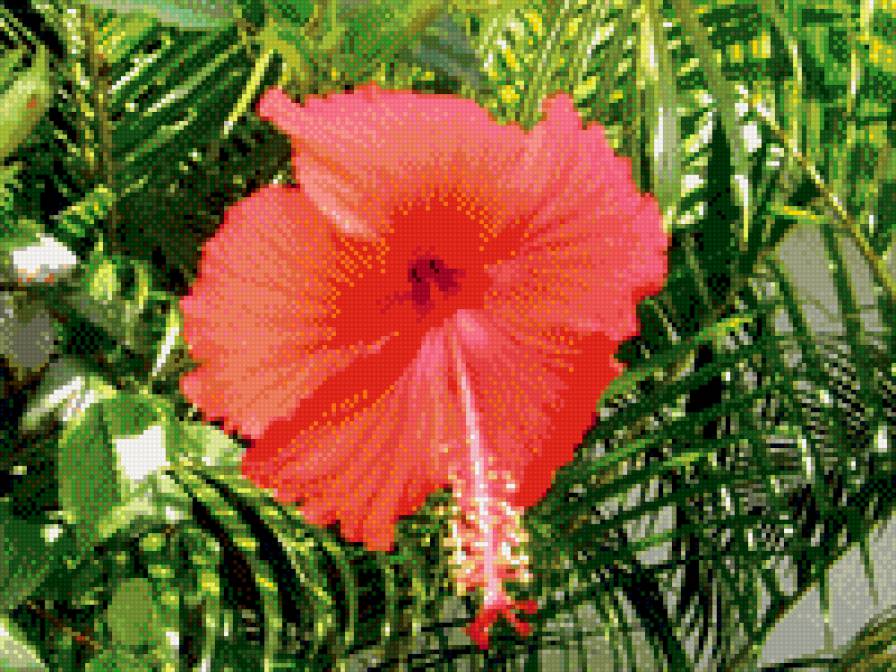 Цветы Тайланда - предпросмотр