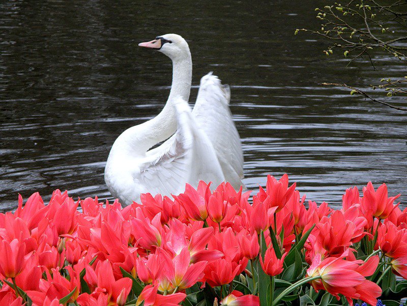белый лебедь - лебеди, цветы, пейзаж, природа, птицы - оригинал
