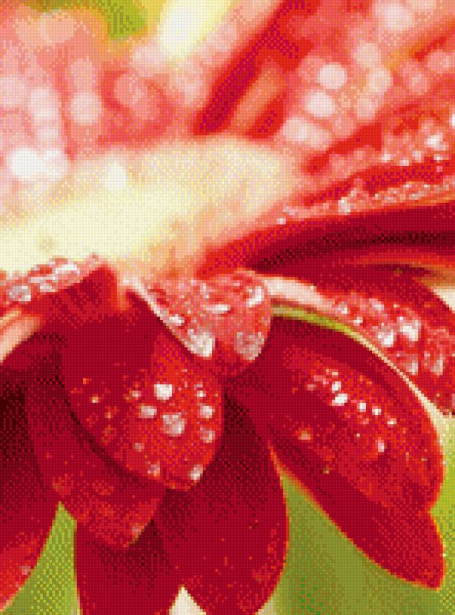 Гербера с капельками - цветы, герберы, капельки - предпросмотр