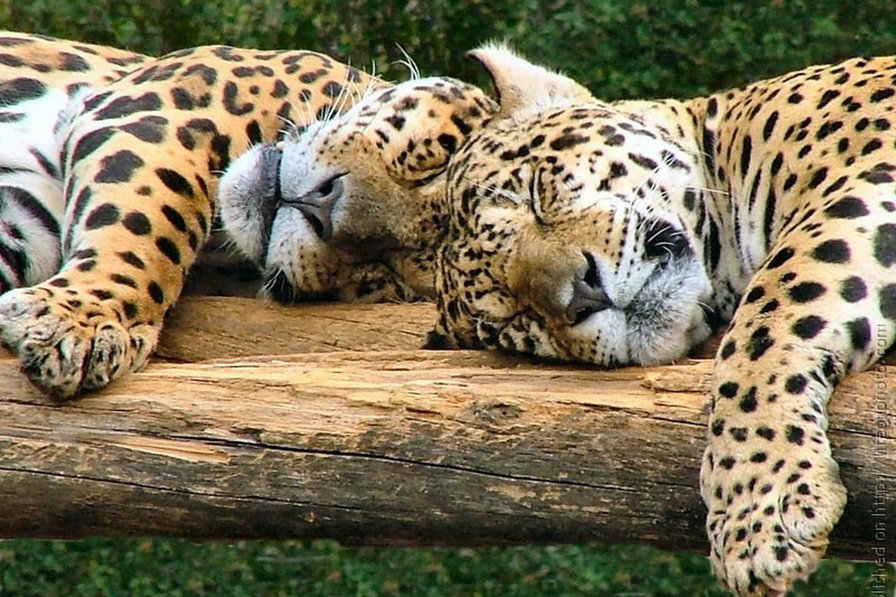 Сони - животные - оригинал