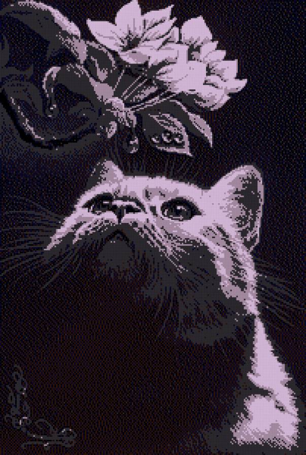 pisica - предпросмотр