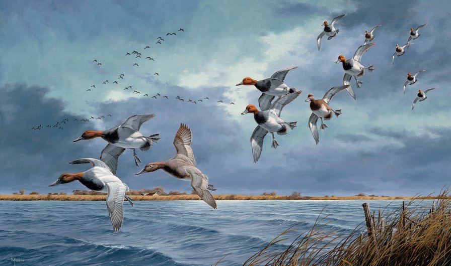 pasari - оригинал