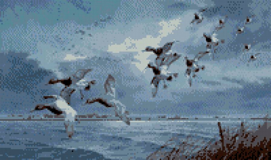 pasari - предпросмотр