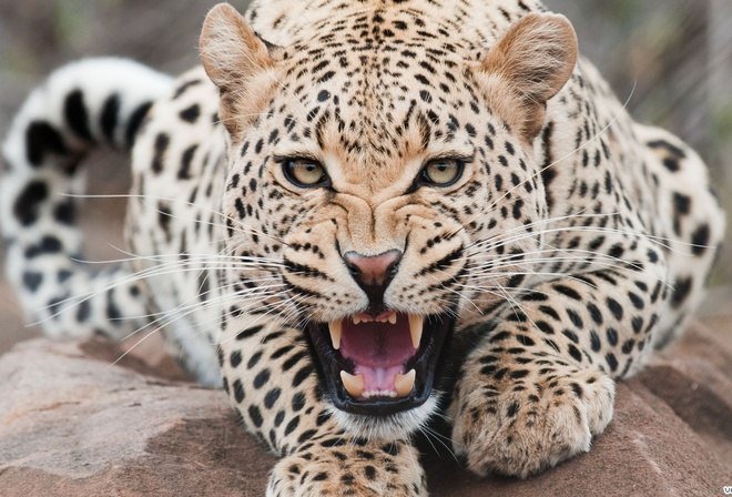 дикая кошка - кошка - оригинал