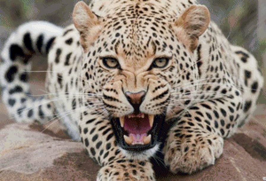 дикая кошка - кошка - предпросмотр