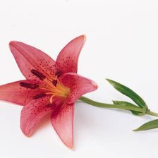 Схема вышивки «цветок»