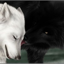 волк и волчица