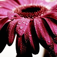 Схема вышивки «№666833»