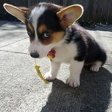 Схема вышивки «щенок»