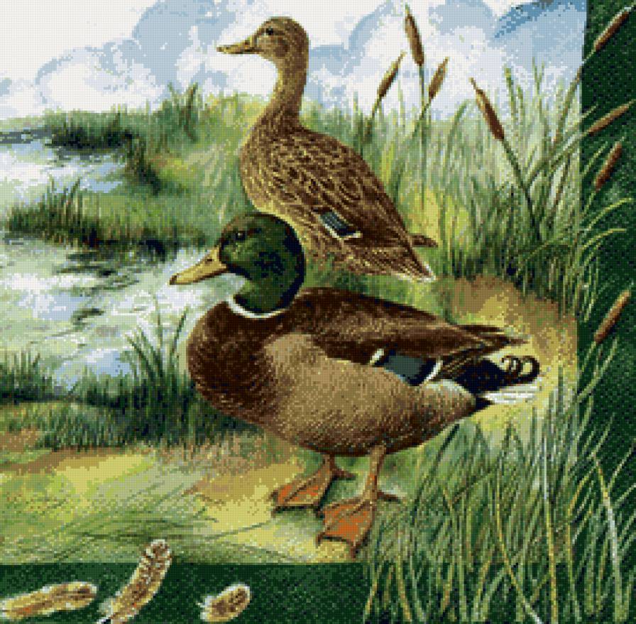 уточки - водоем, природа, птицы, пейзаж - предпросмотр