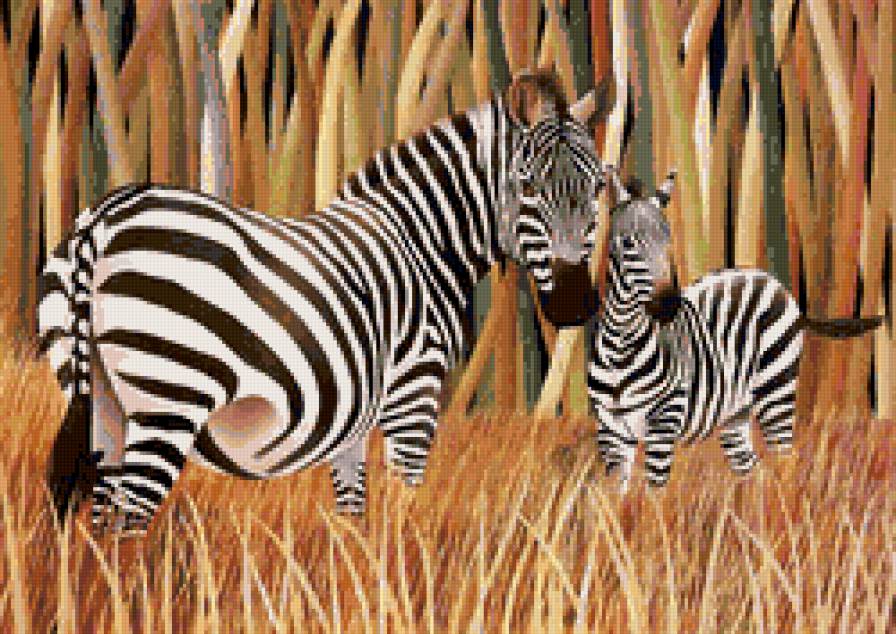 зебры - животные, природа, пано, африка - предпросмотр