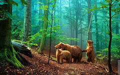 три медведя - лес, семья, медведи - оригинал