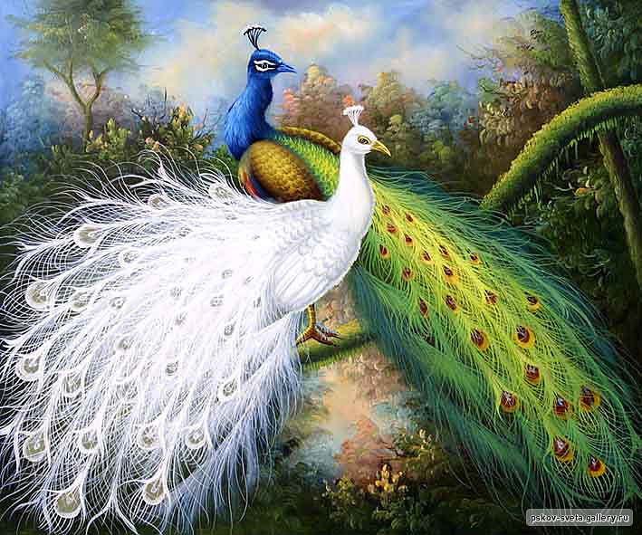 два павлина2 - павлины, тропики, пара - оригинал