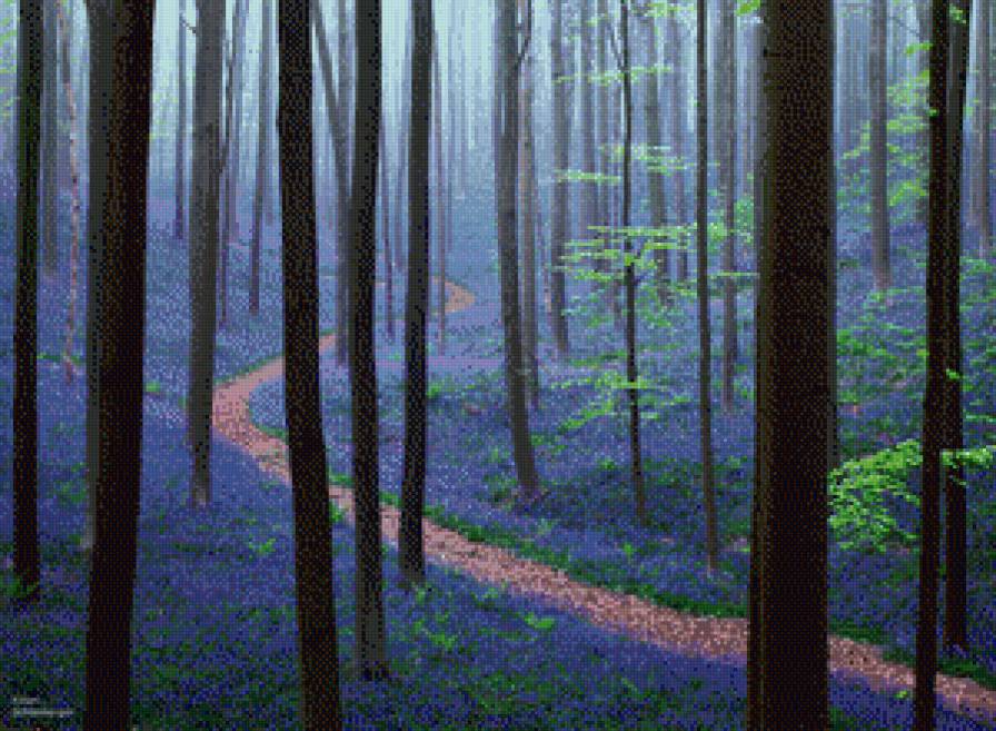 Бельгийский лес - природа, лес, пейзаж - предпросмотр