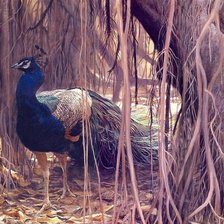 Схема вышивки «павлин»