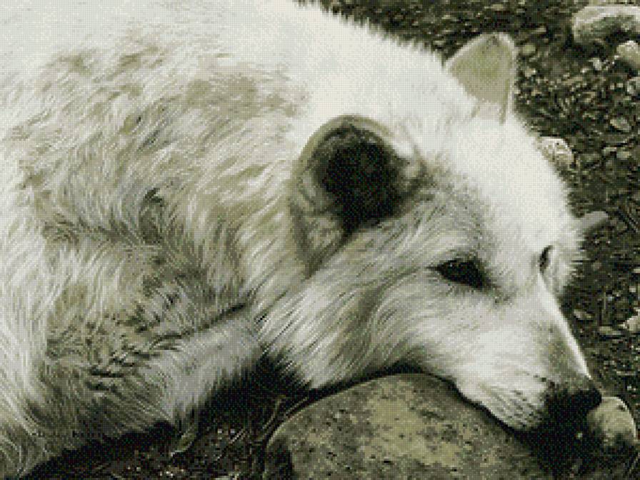 Волк - волк, животные - предпросмотр