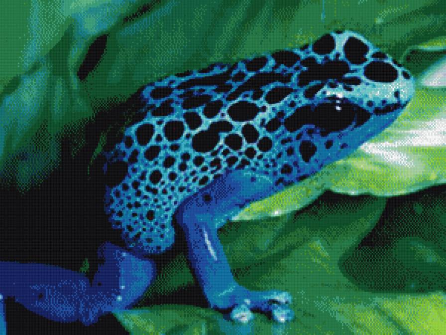 синяя лягушка - животные - предпросмотр